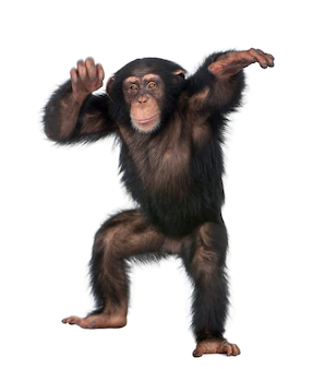 young chimpanzee dancing simia troglodytes white isolated 191971 12604