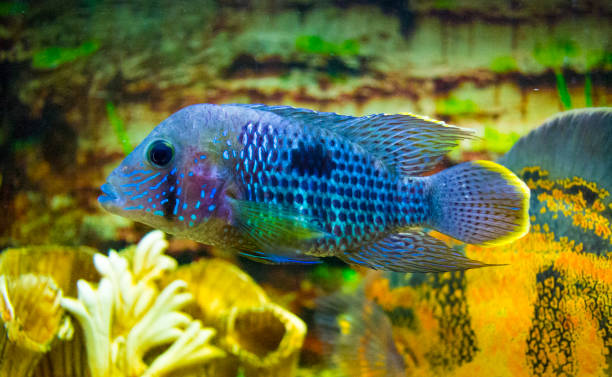 Electric Blue Acara Cichlid Fish. Nannacara Neon Blue