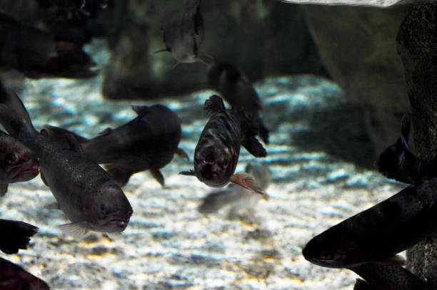 Fish in the Aquarium