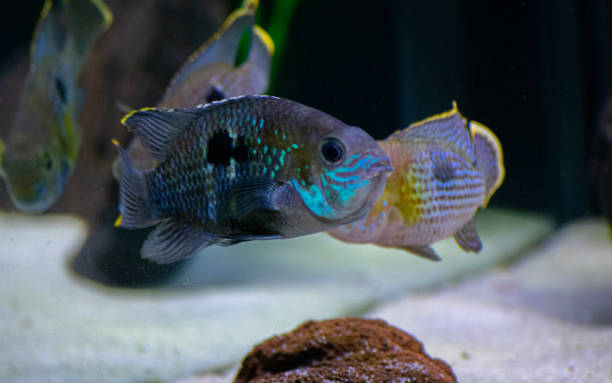 Colorful fish aquarium in dark blue waters