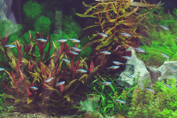 Beautiful Ornamental Fishes in Tank