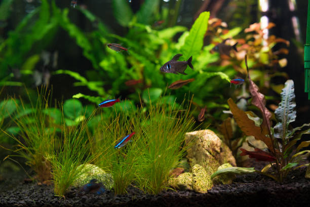 Will Rope Fish Eat Guppies? Everything You Need to Know