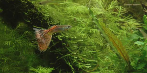 Java Moss Turning Brown: Causes, Prevention, and Solutions