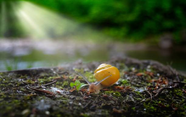 Snail in its environment