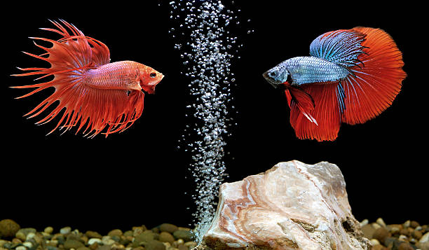 two betta fish, siamese fighting fish in aquarium