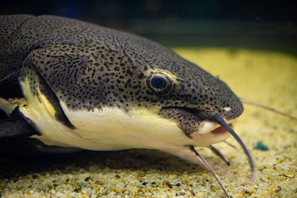 Spotted catfish head close up. The catfish lies on a yellow pebble.