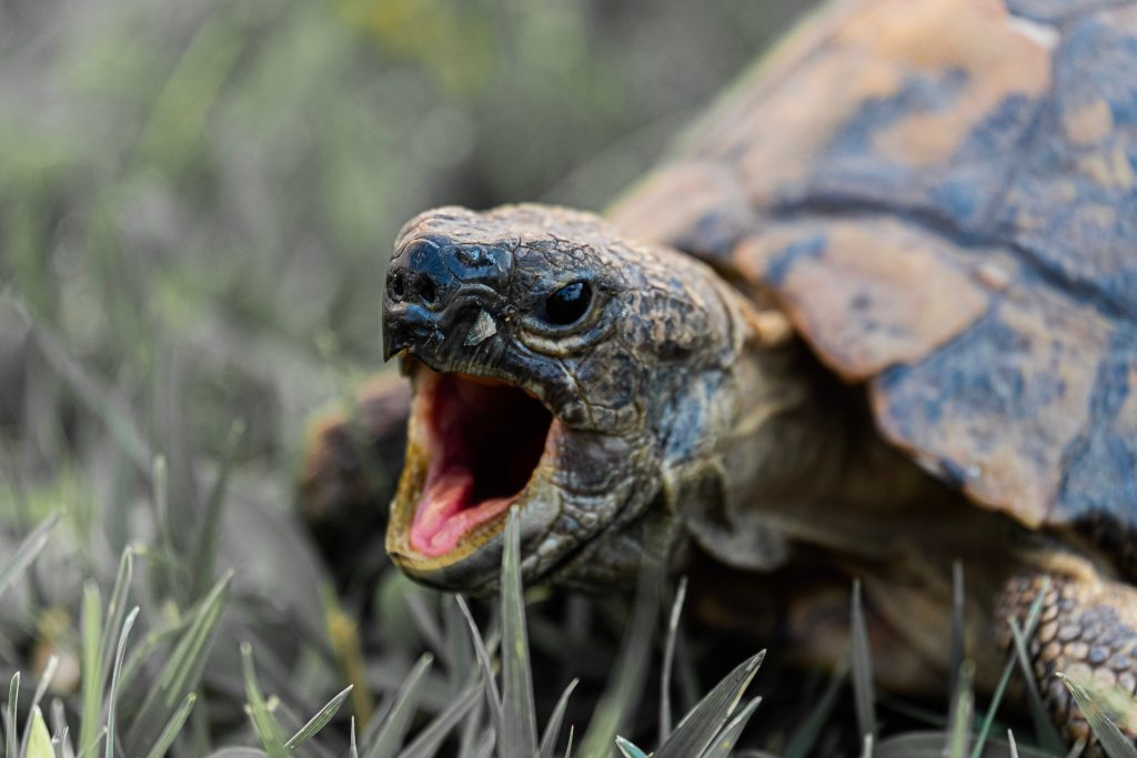 Can Tortoises Eat Aloe Vera: Everything You Need to Know