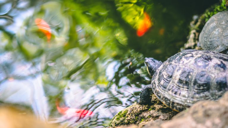 Can Tortoises Eat Aloe Vera: Everything You Need to Know