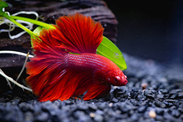 Close up of Red Siamese fighting fish in a fish tank