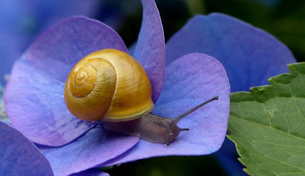 mystery snails grow
