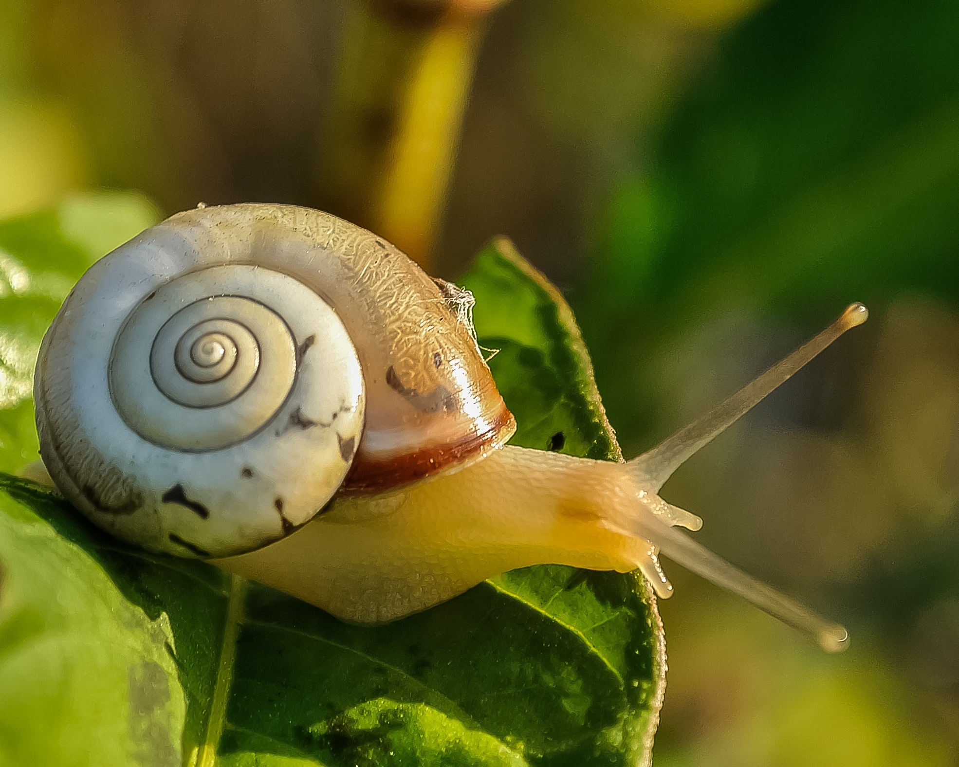 nerite snail (2)