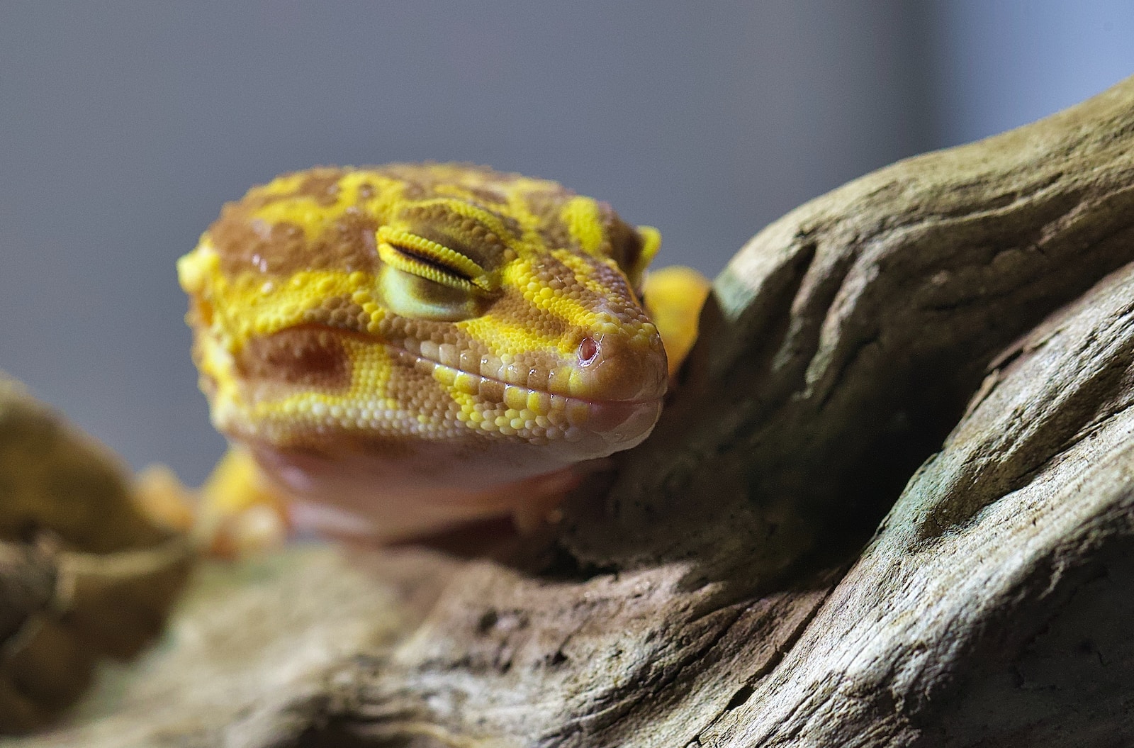 blind leopard gecko eyes yellow and white lizard on brown wood