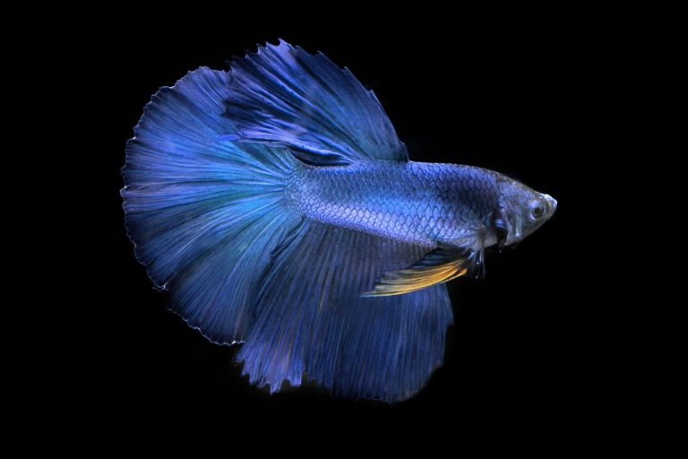 Double Tail Halfmoon Betta: A Complete Guide to Care and Beauty