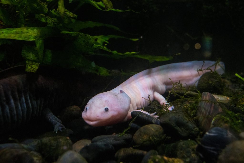 do axolotls make noise a white and black animal laying on top of rocks