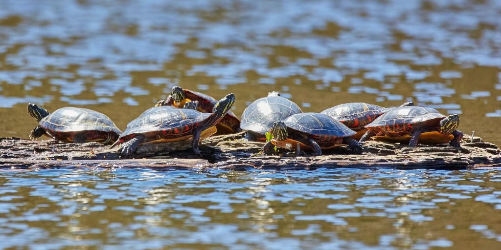 box turtles in arkansas group of turtles floating on water
