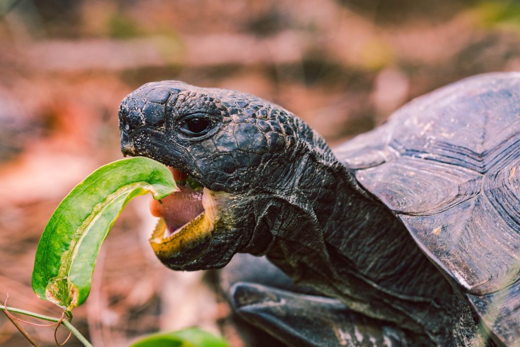 how long can tortoises go without food turtle eating leaf