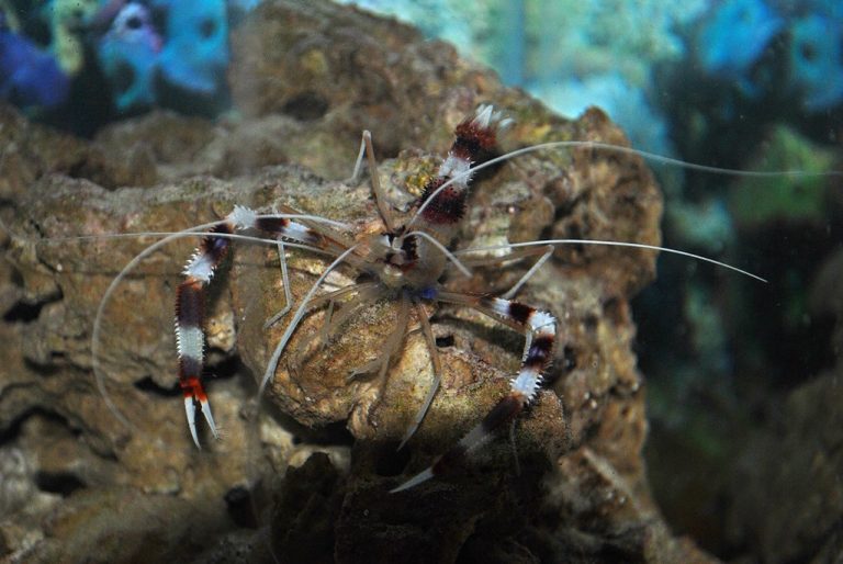 10 Gallon Shrimp Tank: A Miniature Aquatic Haven for Colorful Delights
