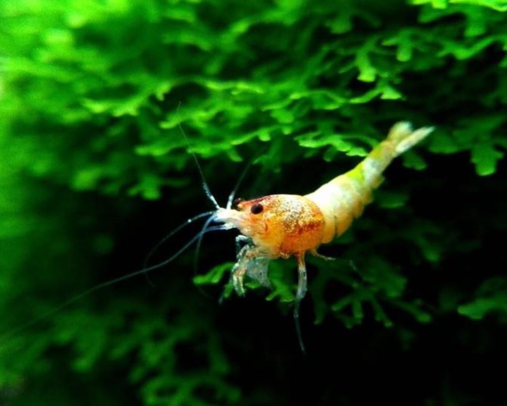 pictures of live shrimp a close up of a shrimp on a plant