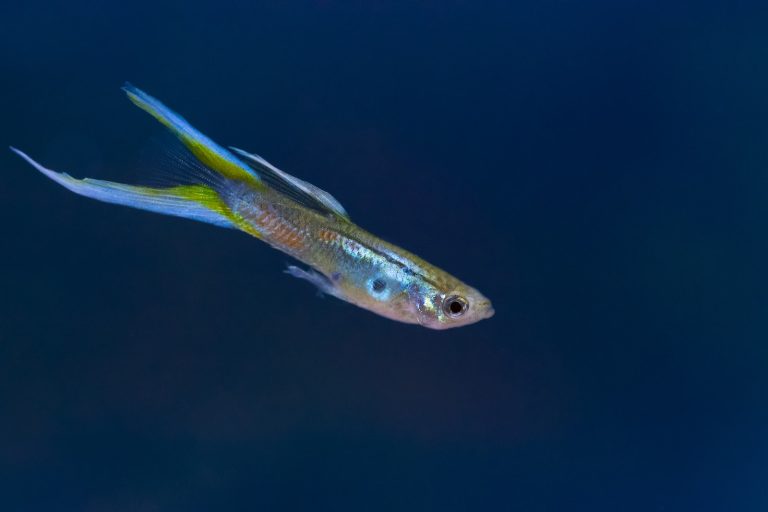 Can a Guppy Live Alone? The Truth about Solo Guppy Keeping