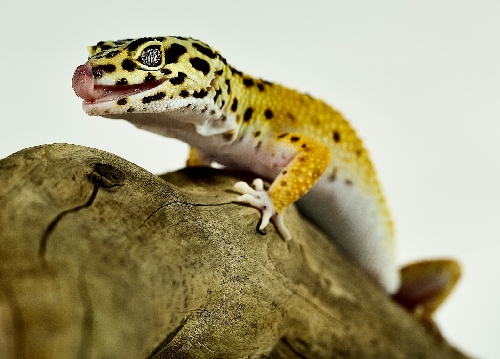 tremper albino leopard gecko a leopard gecko sitting on top of a tree branch
