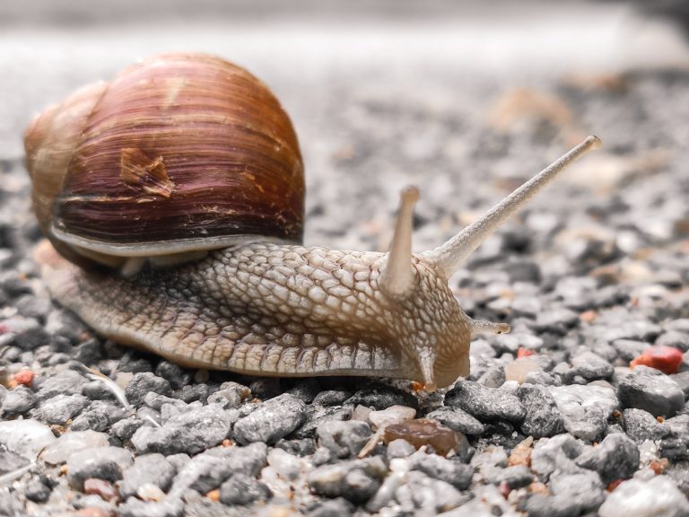 Do Assassin Snails Eat Shrimp? Unveiling the Truth about Aquatic Predators