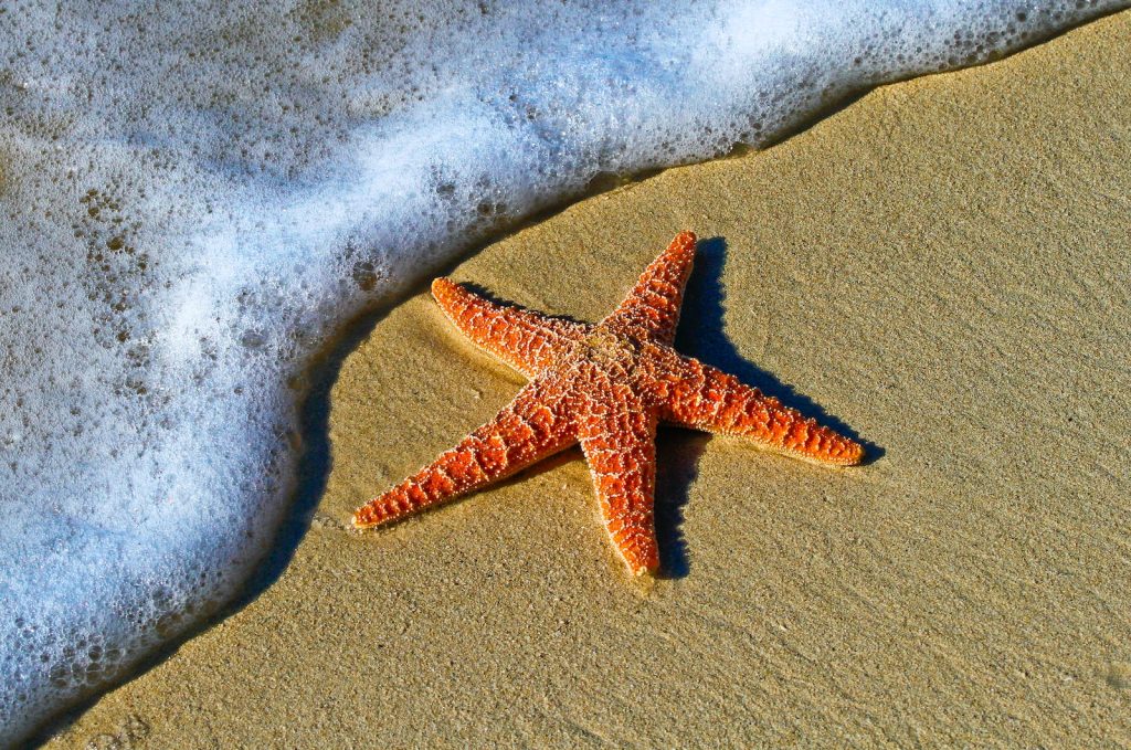 asterina starfish for sale closeup photo of red star fish beside seashore