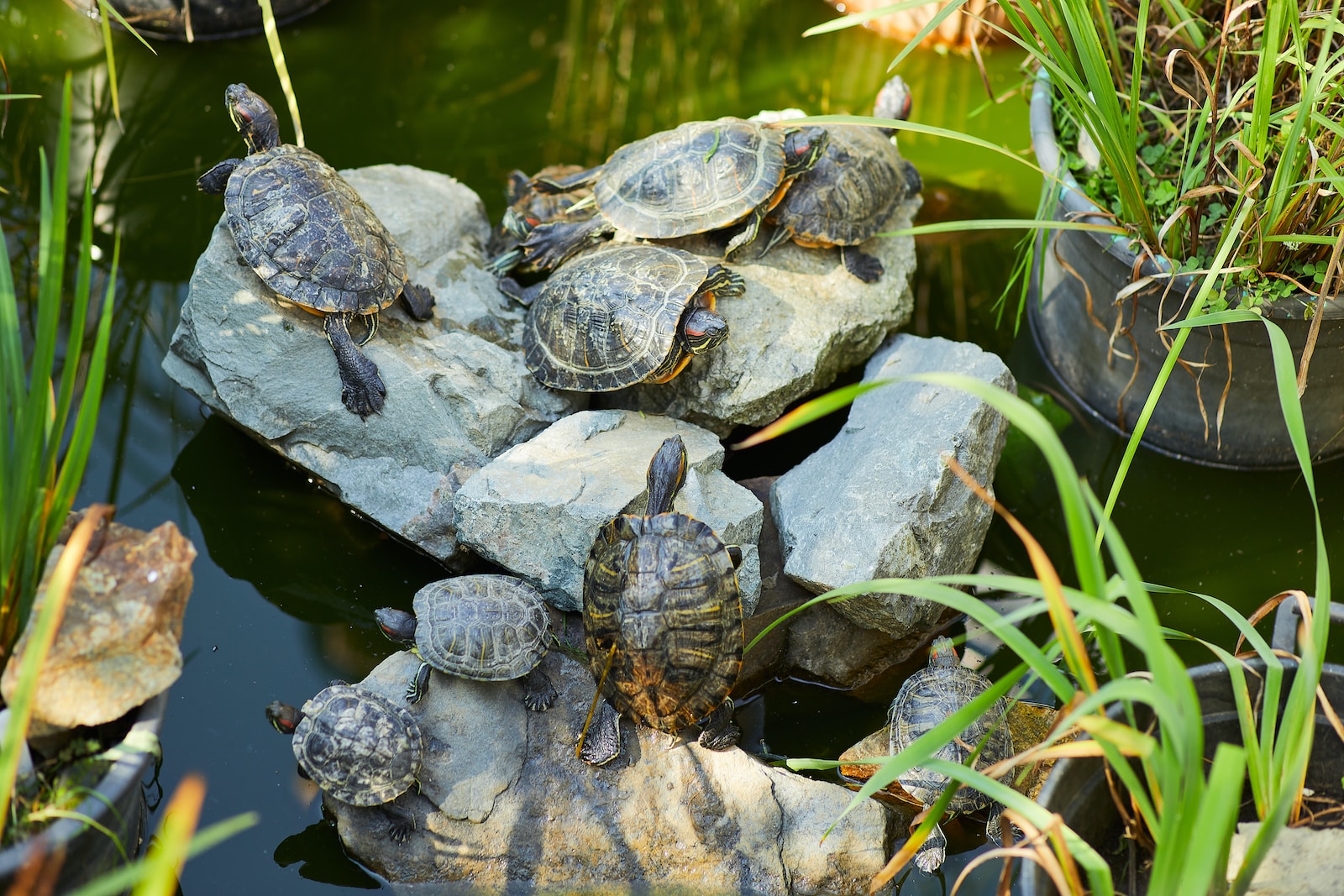 box turtles in arkansas brown and black turtle on water