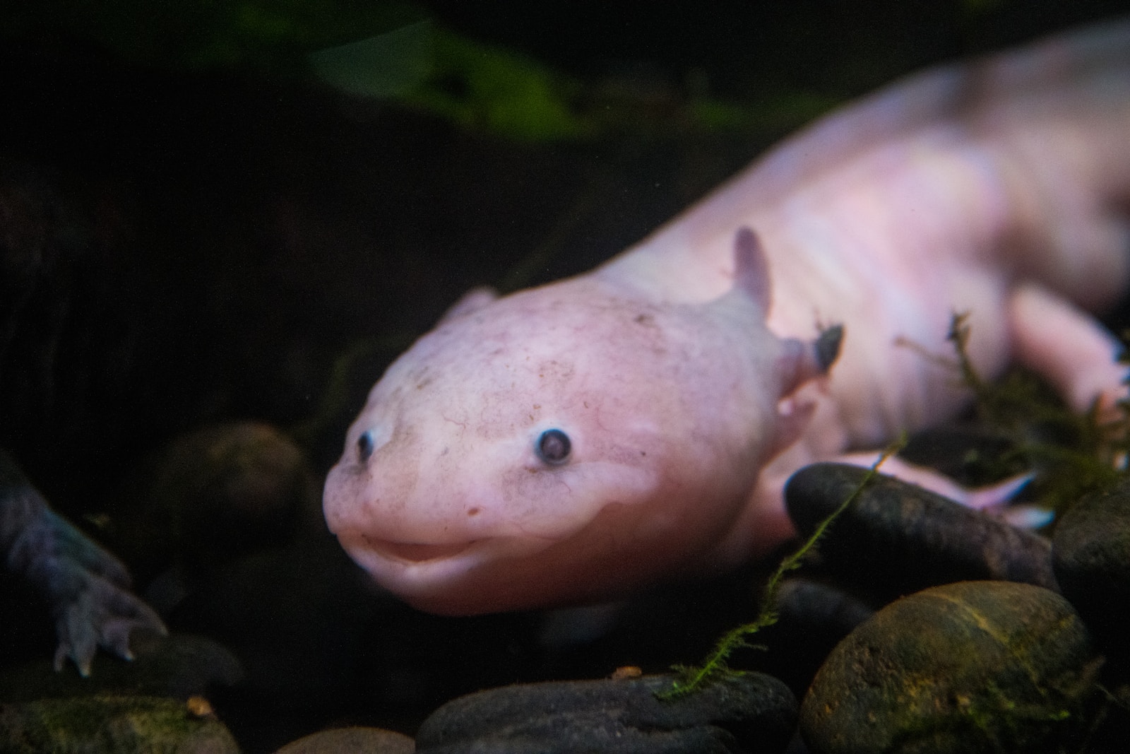 do axolotls make noise a close up of an animal on a bed of rocks