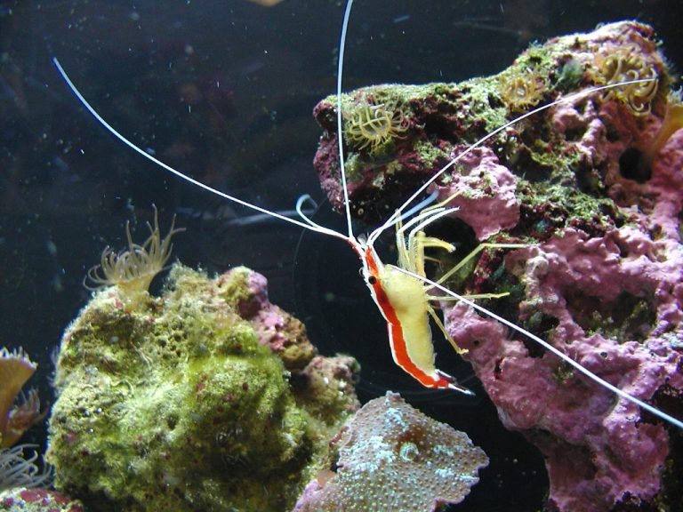 Capturing the Beauty of Aquatic Life: Pictures of Live Shrimp