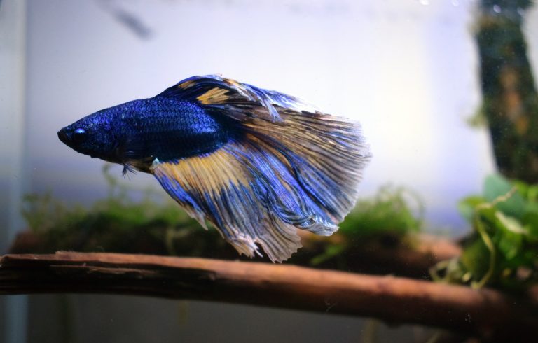 Betta Fish: Exploring the Beauty of Blue and Red Varieties