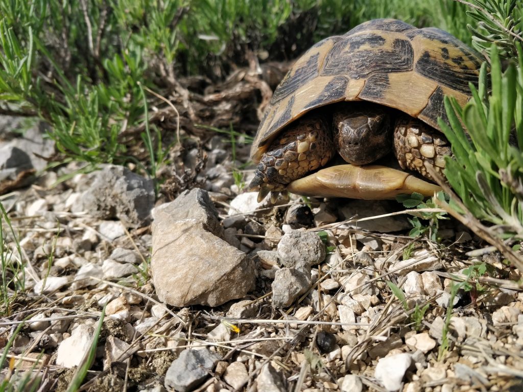 do eastern box turtles bite a tortoise crawling on the ground in the grass