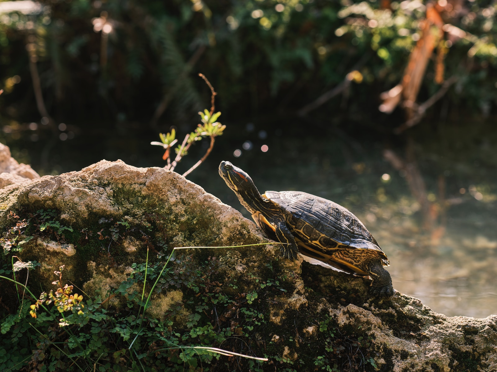 do eastern box turtles bite a turtle sitting on top of a rock next to a body of water
