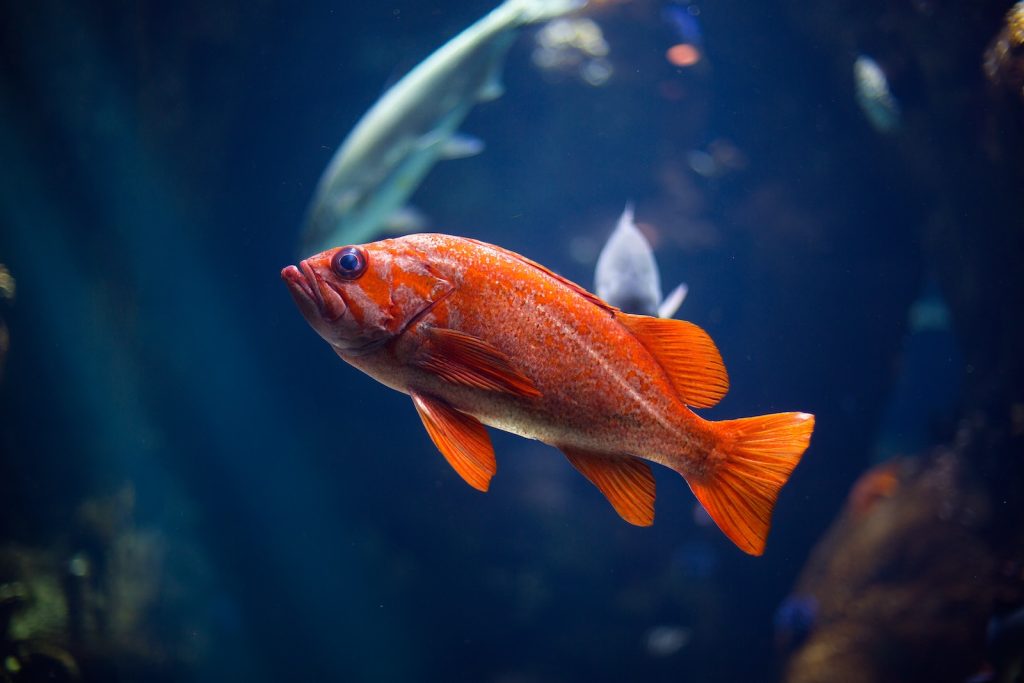 golden wonder killifish tank mates underwater photography of red fish