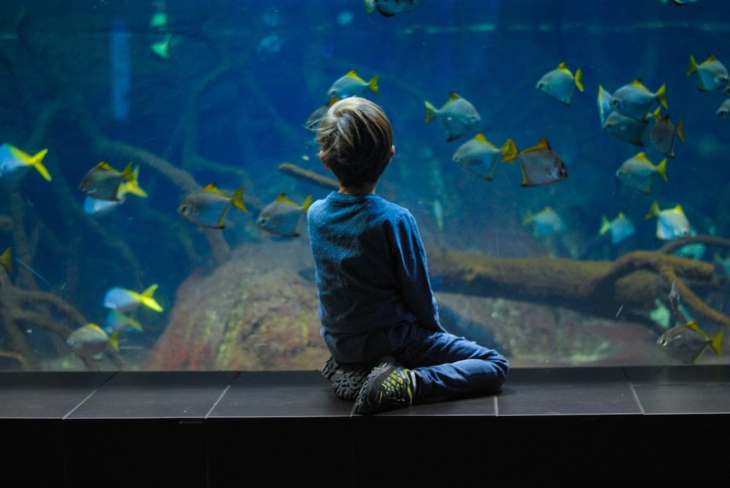 micro reef ready tank child sitting on aquarium
