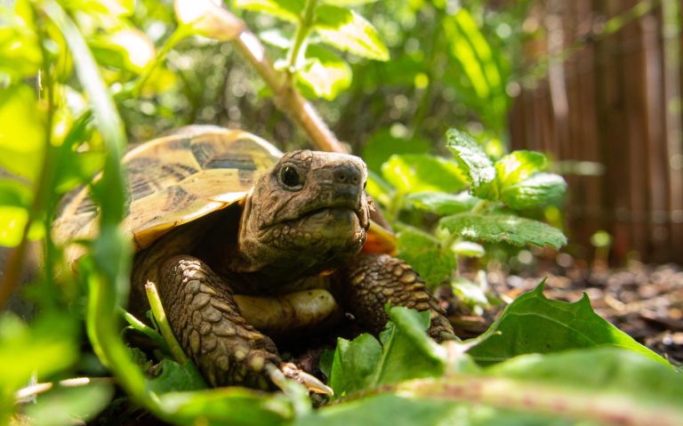 How Long Can a Turtle Go Without Eating: A Comprehensive Guide
