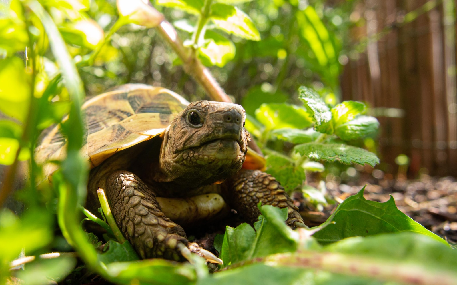 how long can a turtle go without eating brown and black turtle on green leaves
