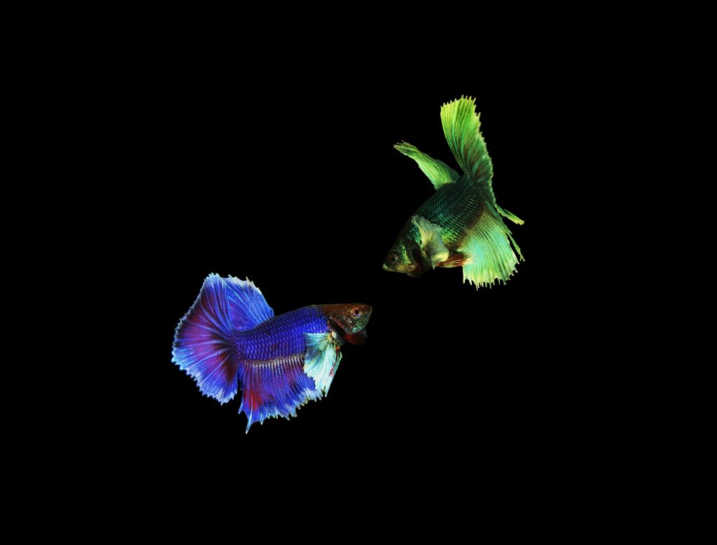 betta fish blue and red a couple of fish that are flying in the air