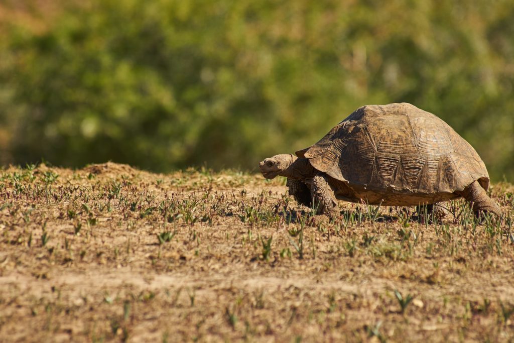 how long can a tortoise live without food brown turtle on brown grass during daytime