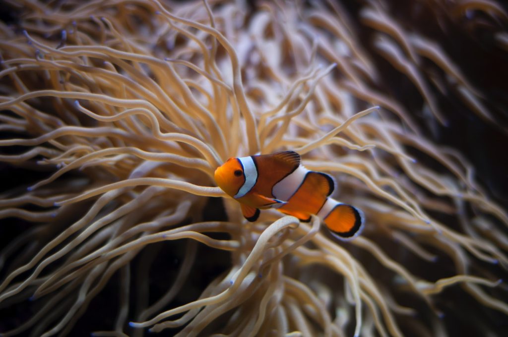 can a guppy live alone underwater photography of clown fish