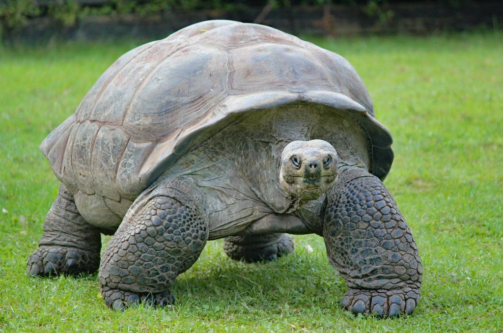 how long can a tortoise live without food