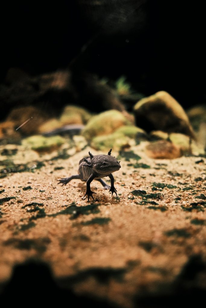 how long can an axolotl go without food a small lizard walking across a dirt field