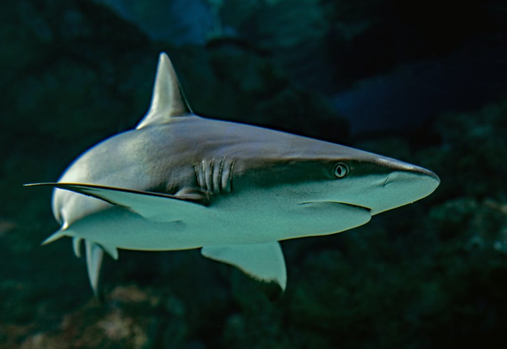 hi fin banded shark selective focus photography of shark