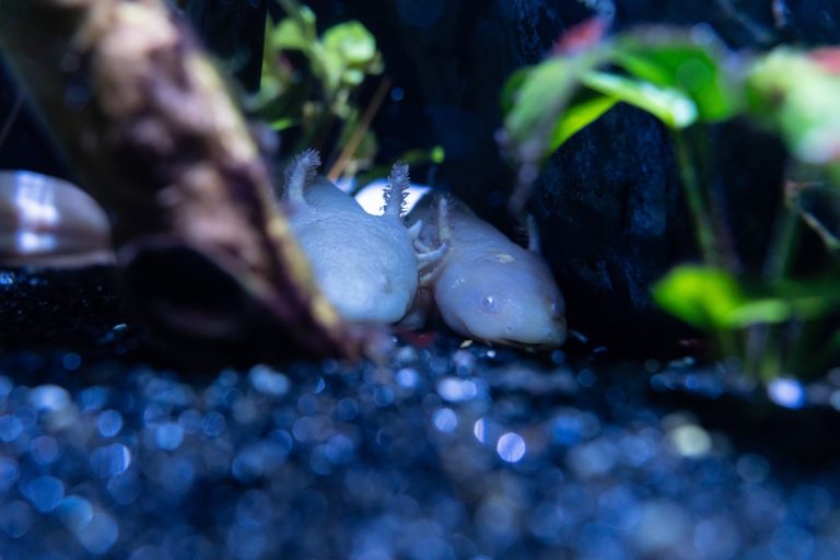 How Long Can an Axolotl Go Without Food?