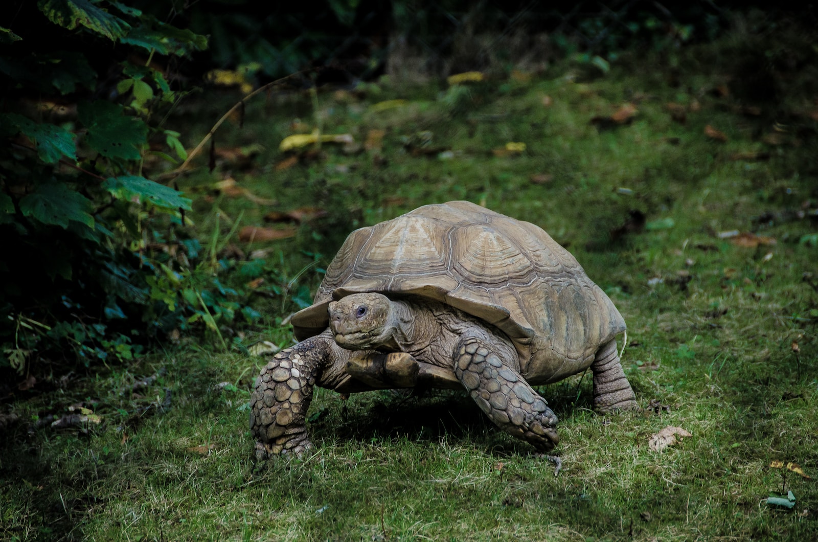 box turtles in arkansas gray tortoise walking on green grass field