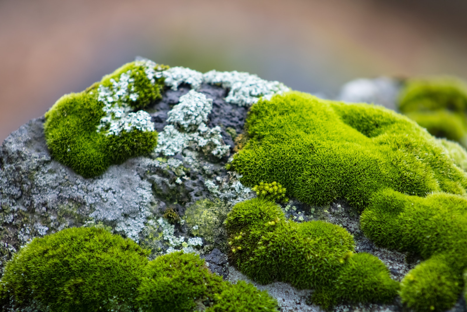 java moss vs christmas moss green moss on gray rock