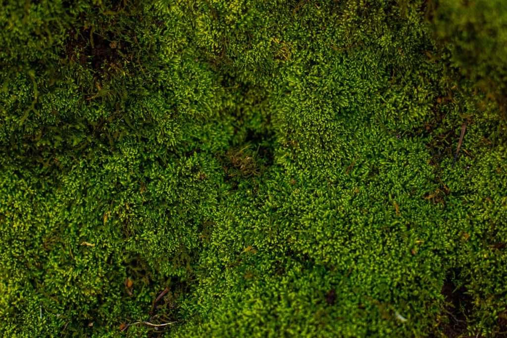 java moss vs christmas moss aerial photography of forest trees