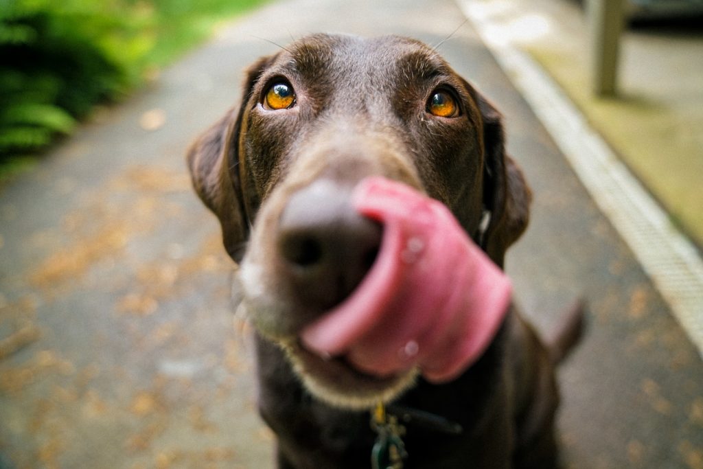 All-Natural Dog Food For A Balanced Diet adult chocolate Labrador retriever