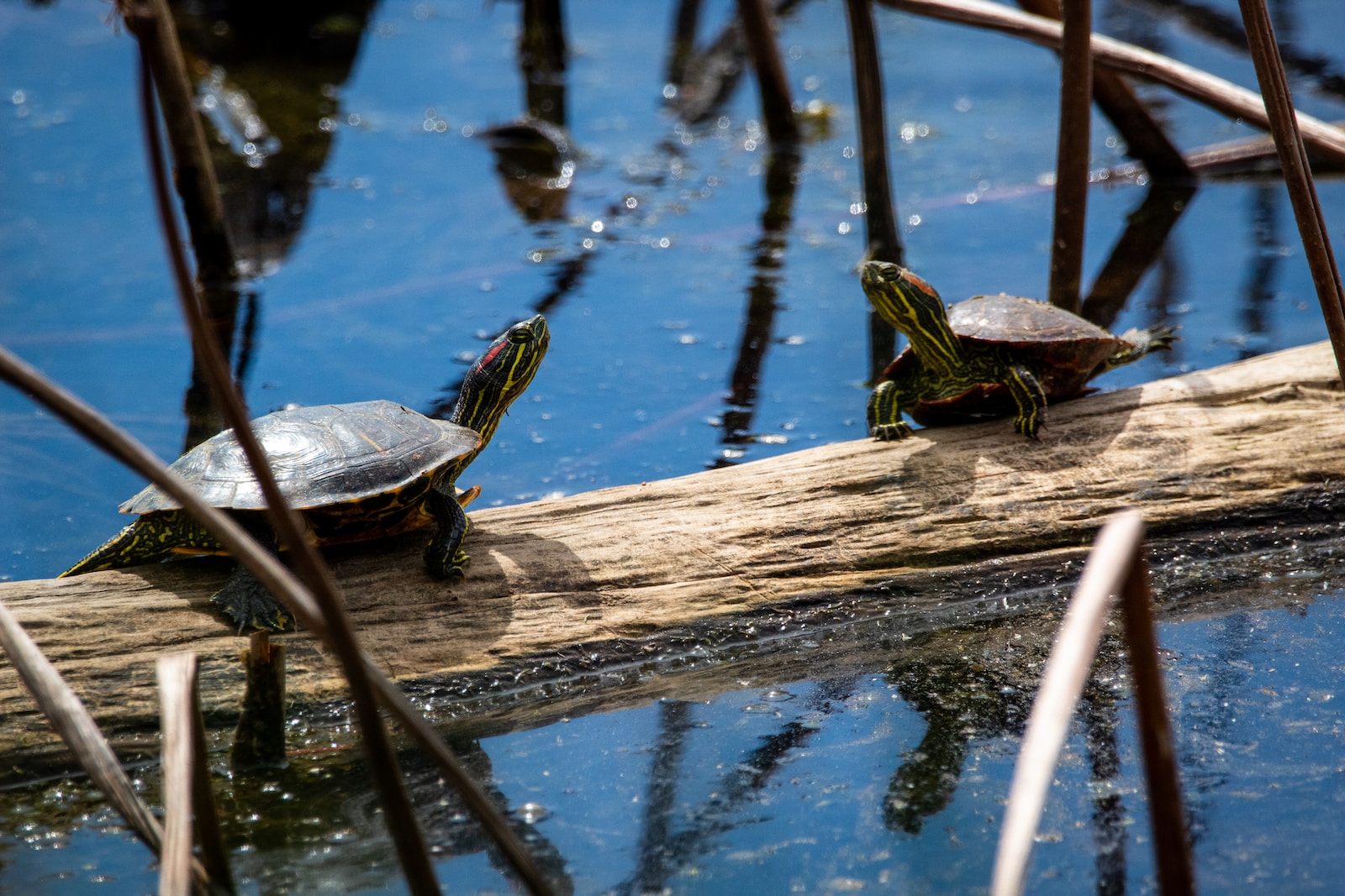 do box turtles bite two turtles sitting on a log in the water