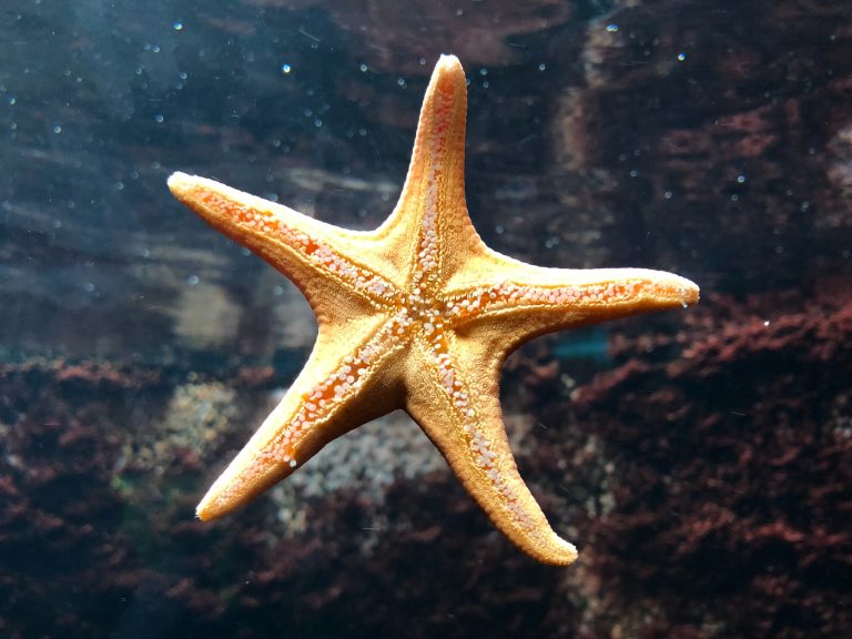 Asterina Starfish for Sale: Exploring the Wonders of the Marine World