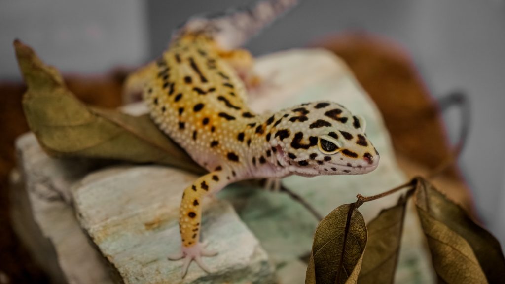 blind leopard gecko eyes brown and white lizard on brown wood
